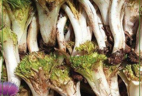 کنگر،کلم و کرفس سه سبزی جذاب و معجزه آسا و خواص آن برای سلامت بدن